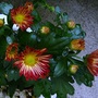 Red chrysanthemum. New purchase (Chrysanthemum maximowiczii)