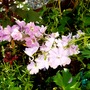Delphinium elatum (Delphinium)