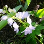 Delphinium elatum (Delphinium)