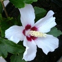 Hibiscus syriacus (Red heart) New purchases. (Hibiscus syriacus)