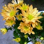Chrysanthemum (Bronze-yellow). New purchase. (Chrysanthemum maximowiczii)
