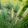 Pennisetum alopecuroides