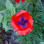 13062007302