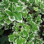 euonymus (Euonymus fortunei (Euonymus))