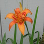 daylily (hemerocallis)
