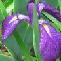 Japanese Iris (Iris japonica (Orchid Iris))