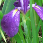 Japanese Iris (Iris japonica (Orchid Iris))