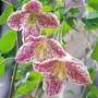 Clematis Freckles