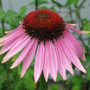 purple cone flower (echinacea)