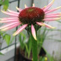 cone flower (echinacea)