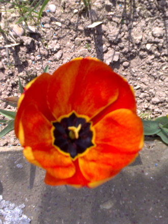 tulip