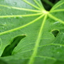 Fatsia japonica
