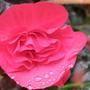 begonia