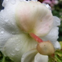 back of begonia flower