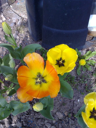 tulips