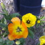 12042007064