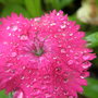 A garden flower photo