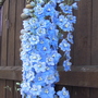 delphinium