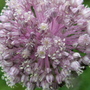 leek flower head