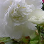 begonia