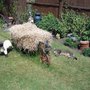 One of my Horse Drawn Ploughs    plus one my cats Oops