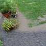 water  gardening