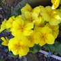 07042007005