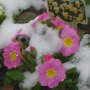 Y1p9aul808_fluttkrc-vfcc3zvvkbnpnyamh-qa86t3shfmwv7zhqwlrpmt9b37hwclzrscwvn-ta_winter_primroses
