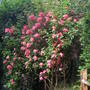 Rosa 'Leo's Eye'