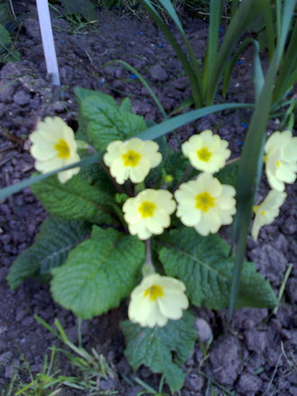 yellow primerose