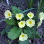 yellow primerose