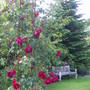 Rosa 'Etoile de Hollande'