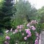 Rosa 'Comte de Chambord' wwith Olive tree behind