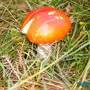 Toad_stool