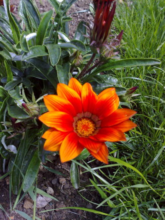 gazania