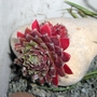 Alpine Stone