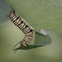 Monarch larva