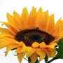 Bee on Sunflower (Helianthus annuus (Sunflower))