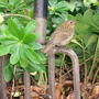 My feathered friend
