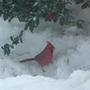 Cardinal In Winter