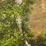 Dragonfly_005