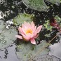 Rosennymphe water lily