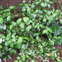 Camelia 