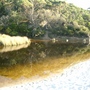 Beautiful creek (Eucalyptus globulus (Blue Gum))