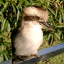 Friendly Kookaburra