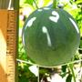 Getting Bigger!?! (citrullus lanatus Sugar baby)