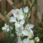 White Gaura. (Gaura lindheimeri (Gaura))
