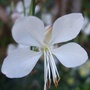 Gaura lindheimeri