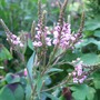 Verbena hastata 'Pink Spires' (Verbena hastata 'Pink Spires')