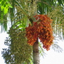 Carpentaria_acuminata